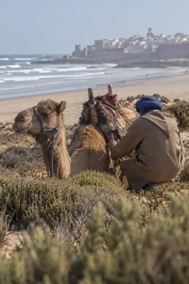 Un dromadaire au repos dans les dunes pendant que son guide ajuste la selle